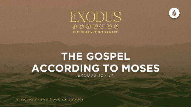 Bay Leaf Exodus 8 2 26