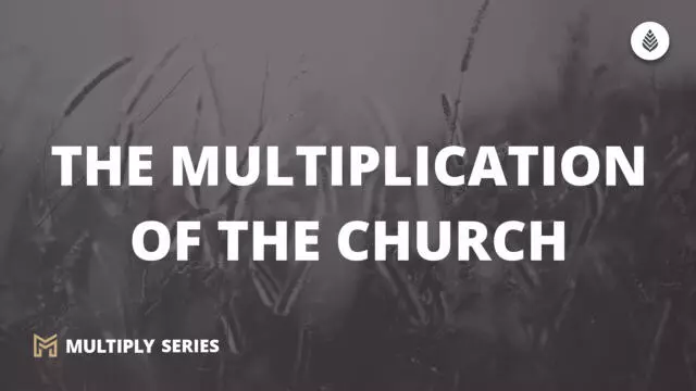 Bay Leaf Multiply 2023 10 29 23