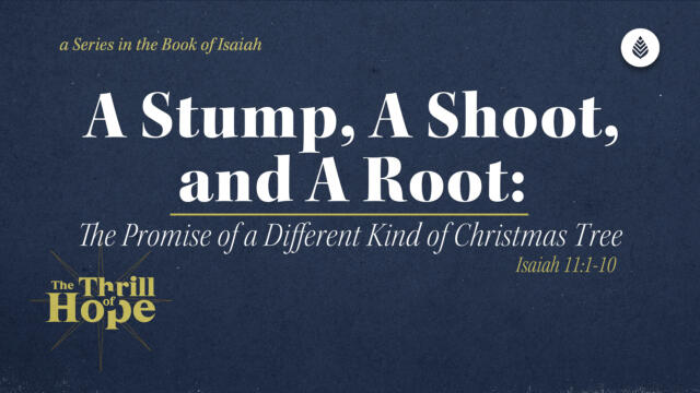 Bay Leaf Thrill of Hope 12 14 25