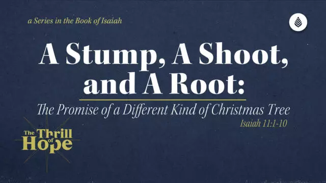 Bay Leaf Thrill of Hope 12 14 25